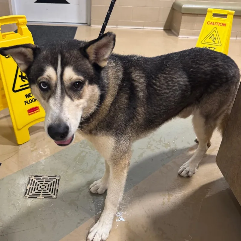 An adult large-sized male Gray / Blue / Silver German Shepherd Dog dog named Zacaria for adoption in Winston-Salem, NC