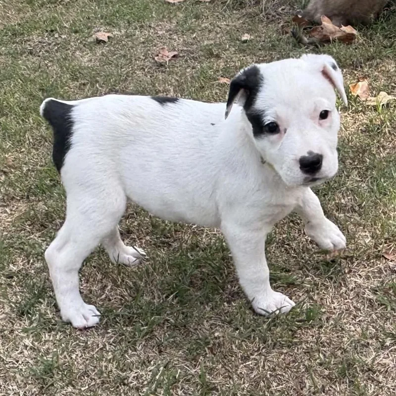 A baby medium-sized female Mixed Breed dog named Sugar for adoption in Pelham, NH