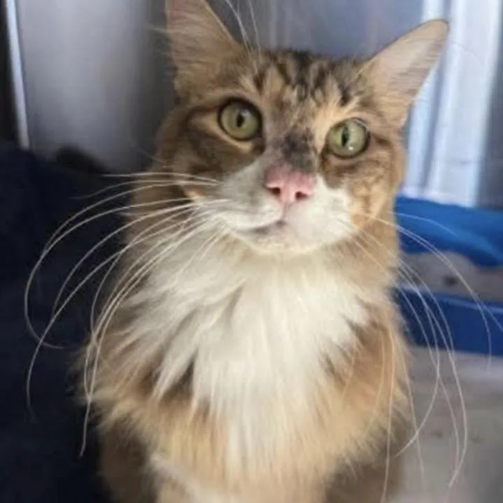 An adult medium-sized female Brown / Chocolate Domestic Medium Hair cat named Sweet Pea for adoption in Tampa, FL