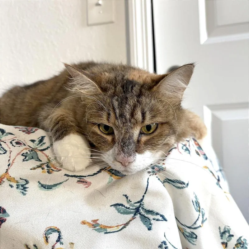 Sweet Pea thumbnail 3