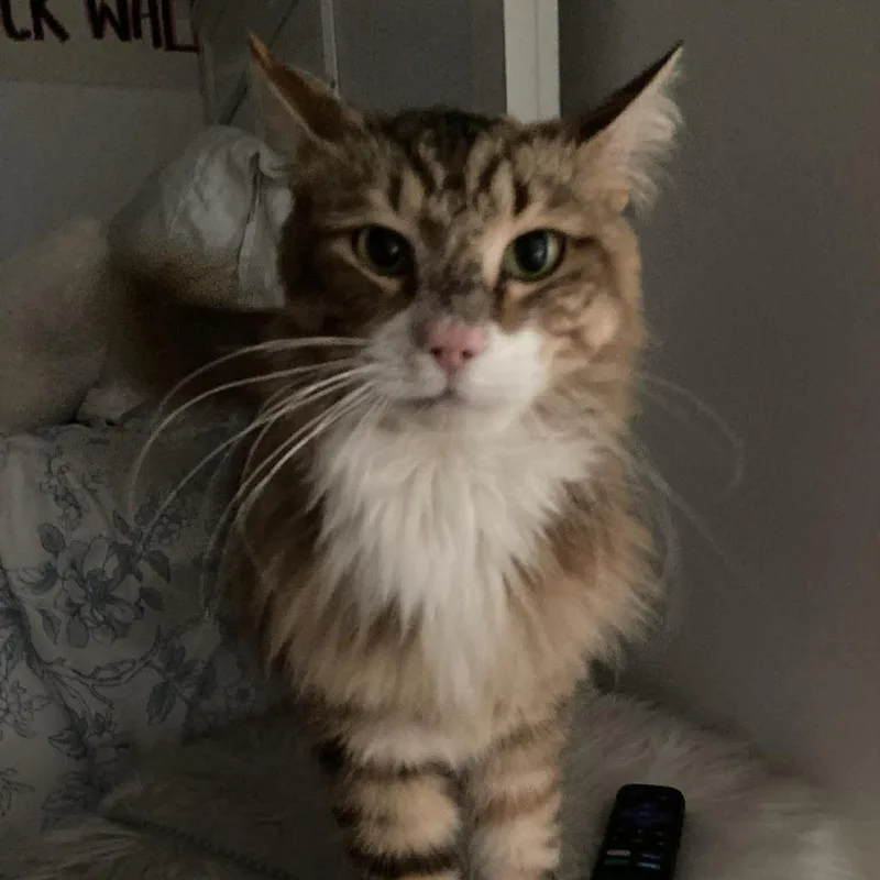 Sweet Pea thumbnail 4