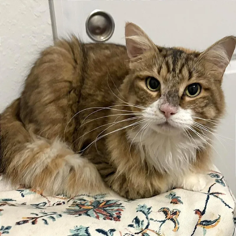 Sweet Pea thumbnail 5