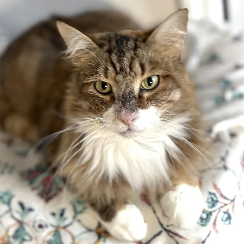 Sweet Pea thumbnail 6