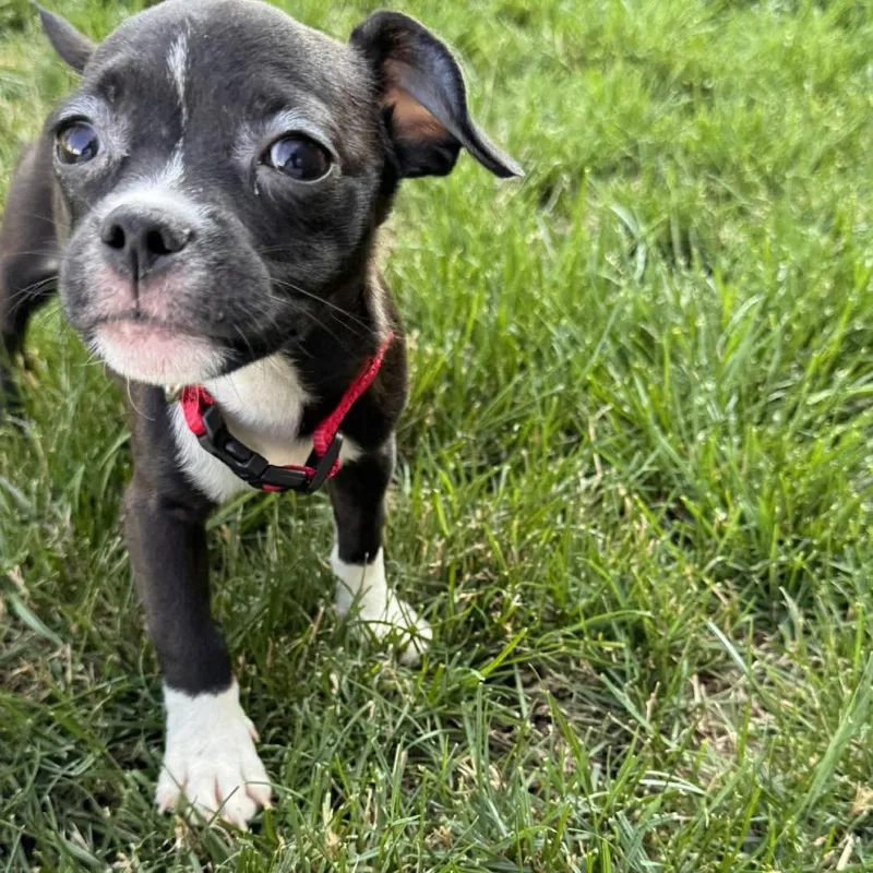 Chloe