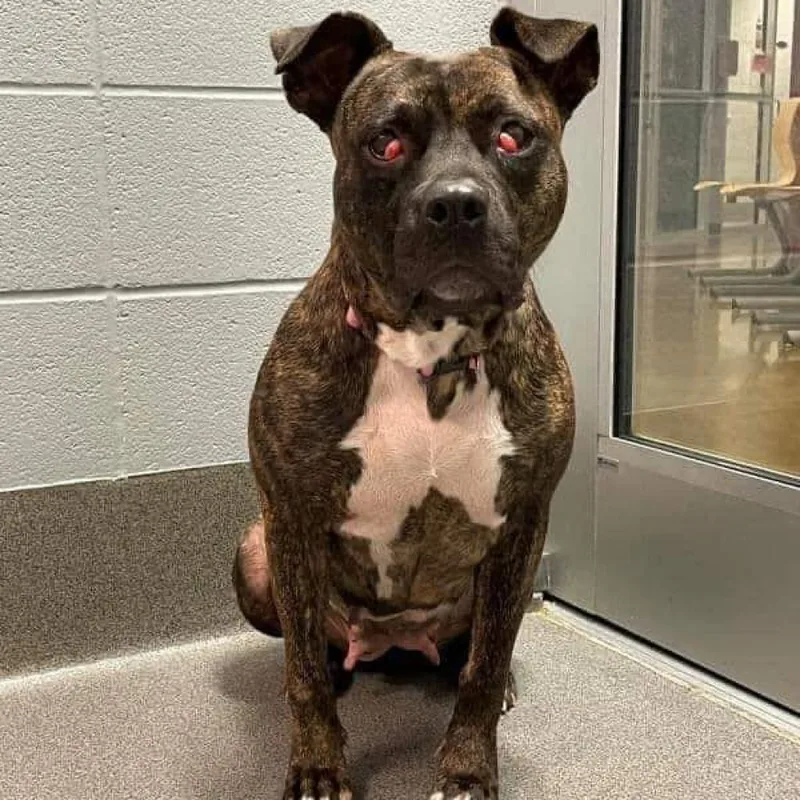 Erykah Badu thumbnail 2