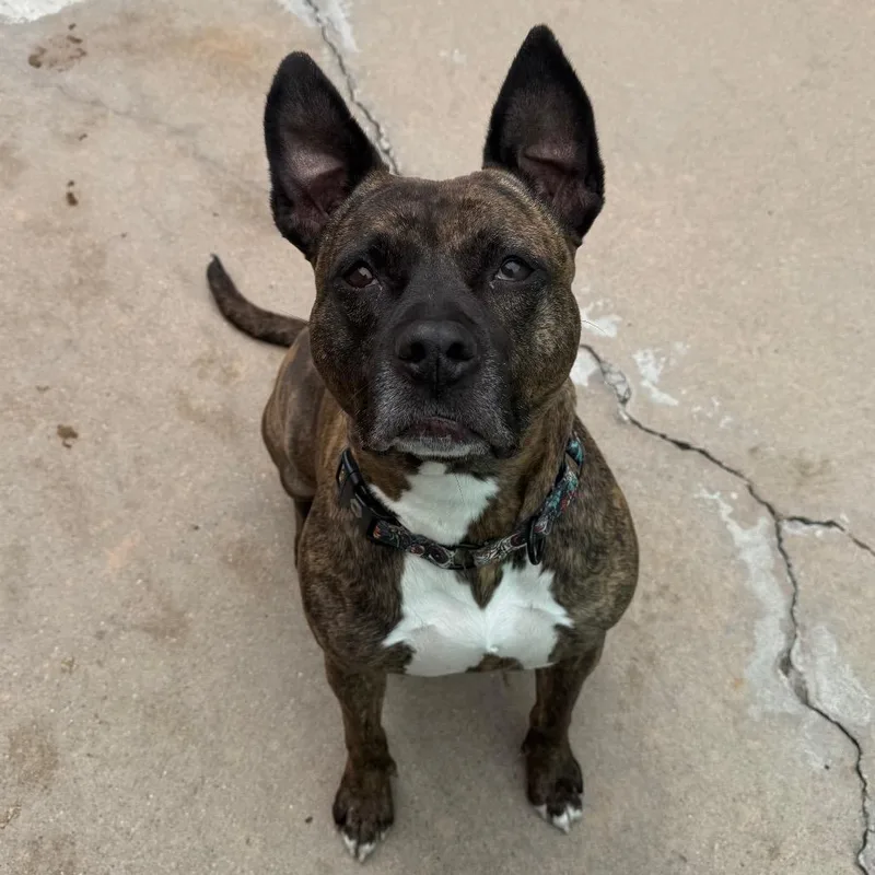 Erykah Badu thumbnail 3