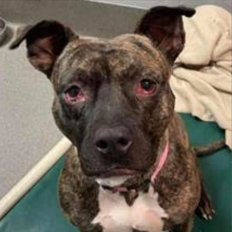 Erykah Badu thumbnail 4