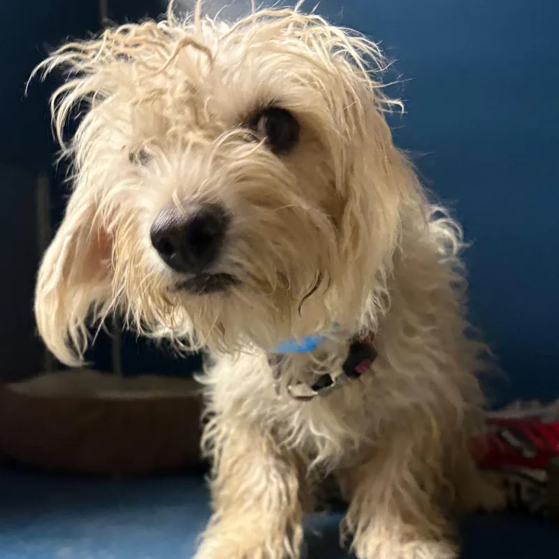 An adult small-sized male White / Cream Poodle dog named Frisbee for adoption in Yuma, AZ