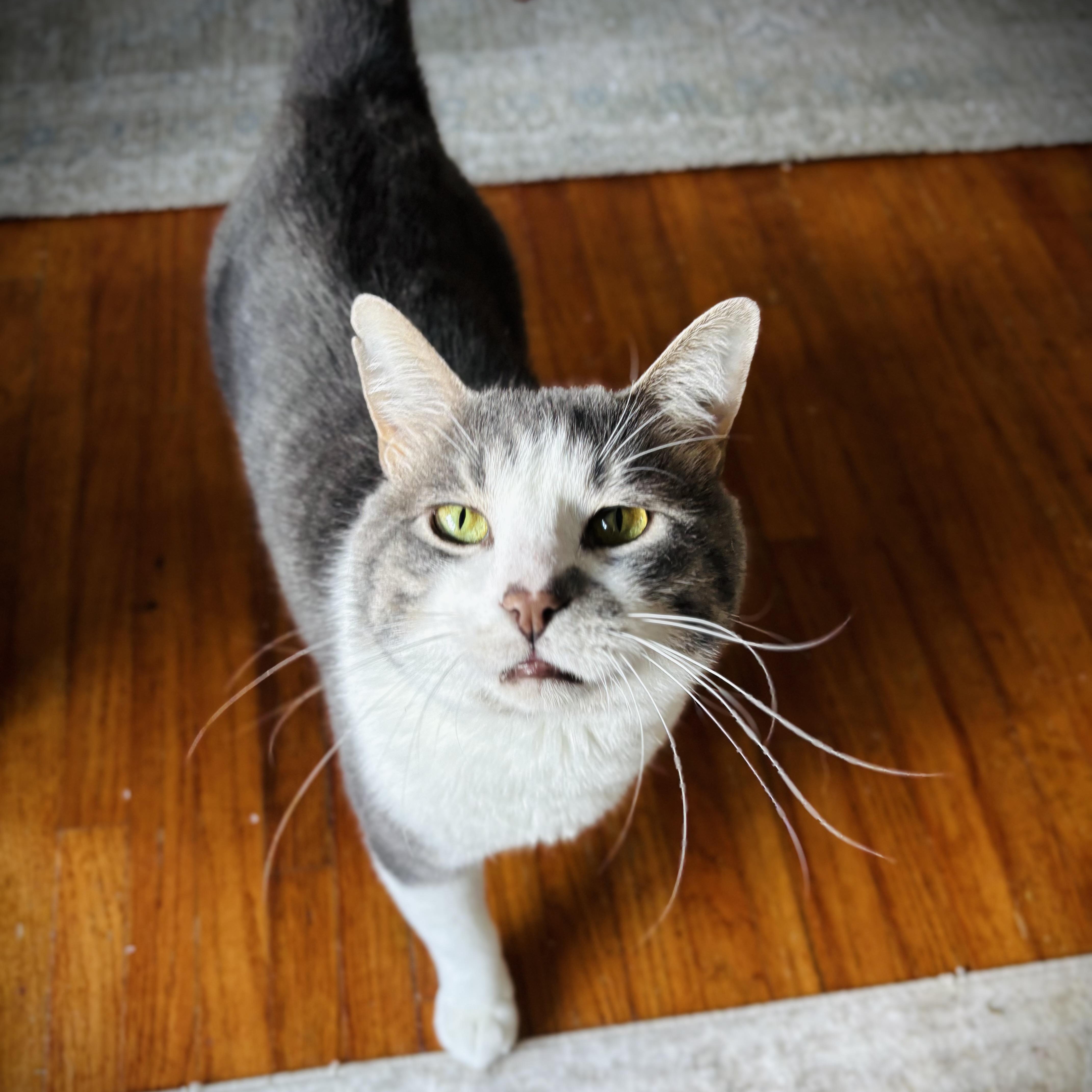 A young medium-sized male Gray & White Domestic Short Hair cat named Oliver for adoption in Buffalo, NY