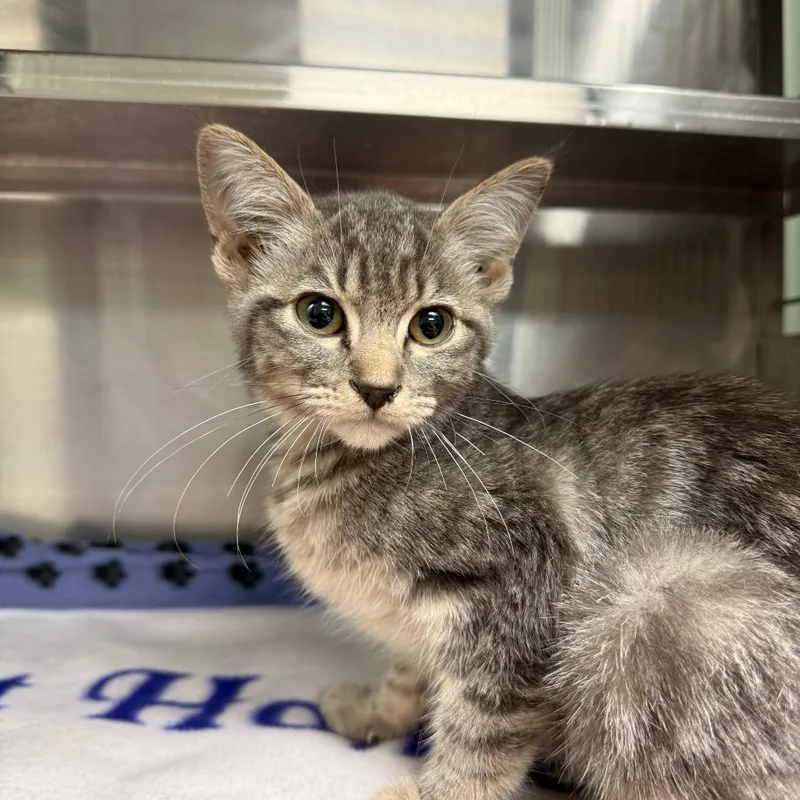 A baby small-sized female Gray / Blue / Silver Domestic Short Hair cat named Sarabi for adoption in Richmond, IN