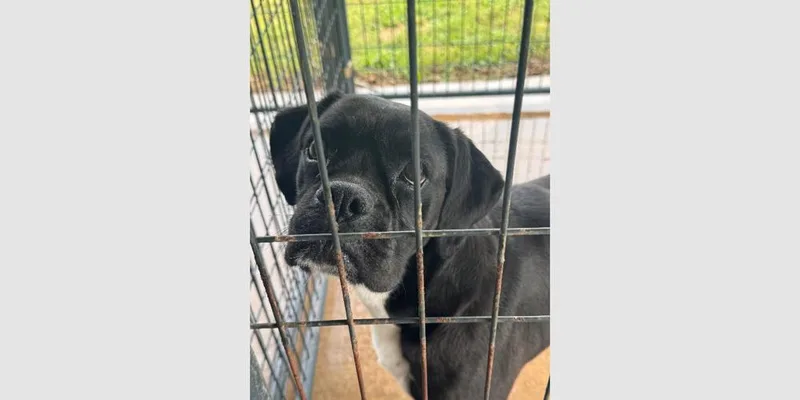 An adult medium-sized female Tricolor (Brown, Black, & White) Boxer dog named Winnie Ii for adoption in Hewitt, TX
