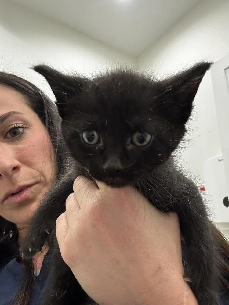 A baby small-sized male Gray / Blue / Silver Domestic Short Hair cat named Chuck for adoption in Brewster , NY