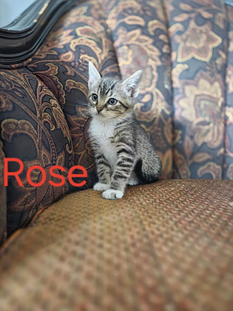 A baby medium-sized female Tabby (Brown / Chocolate) Domestic Short Hair cat named Rose for adoption in Omaha, NE