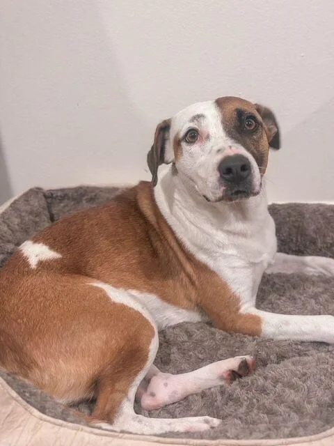 Ladybird thumbnail 2