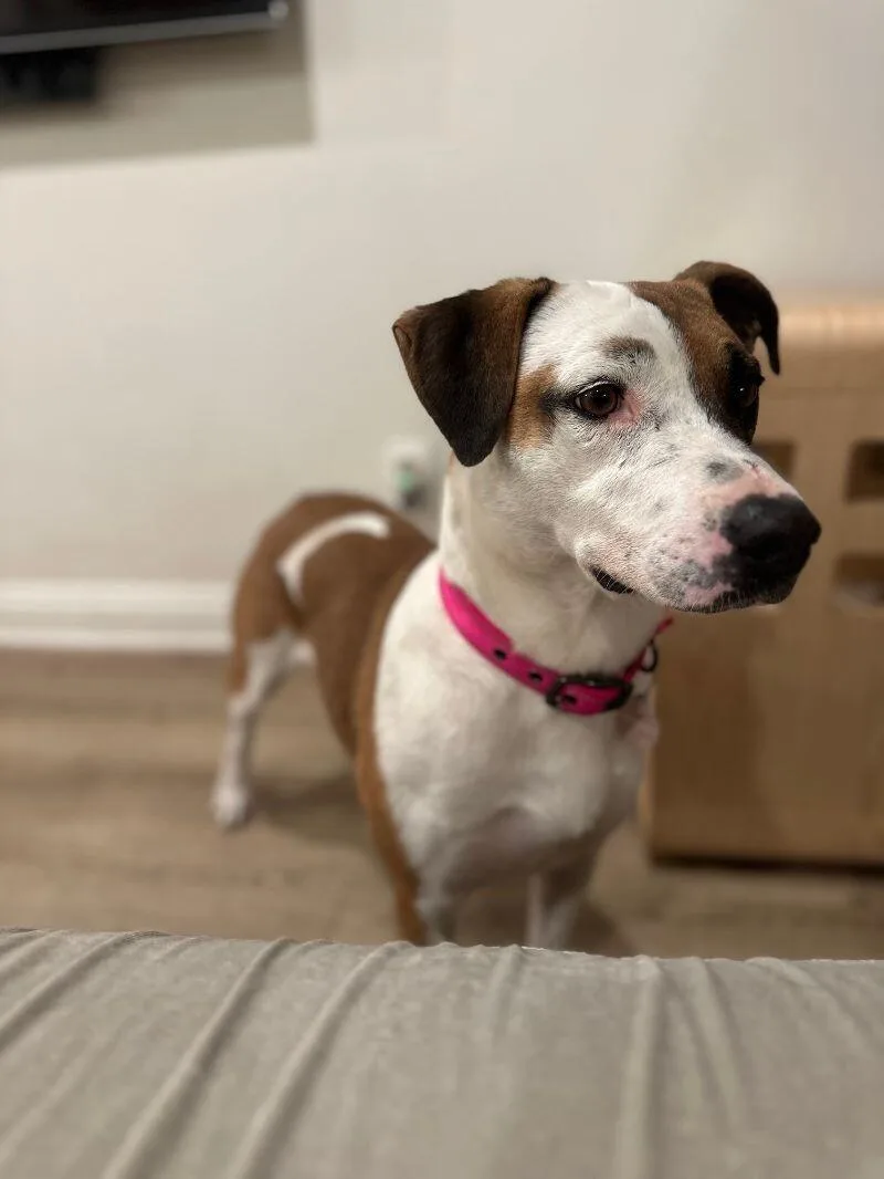 Ladybird thumbnail 4