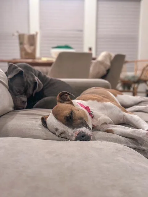 Ladybird thumbnail 5