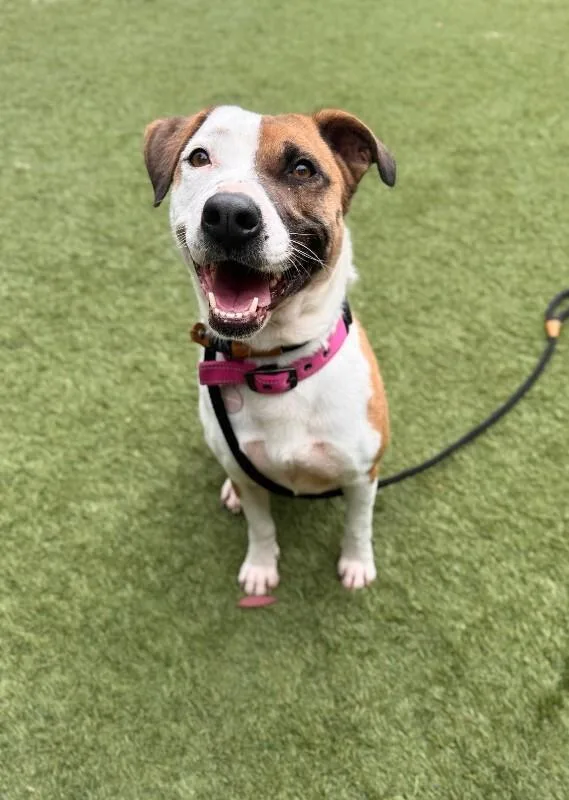 Ladybird thumbnail 6