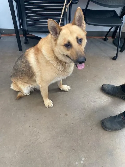 An adult large-sized male Mixed Breed dog named Ace for adoption in Dallas, TX