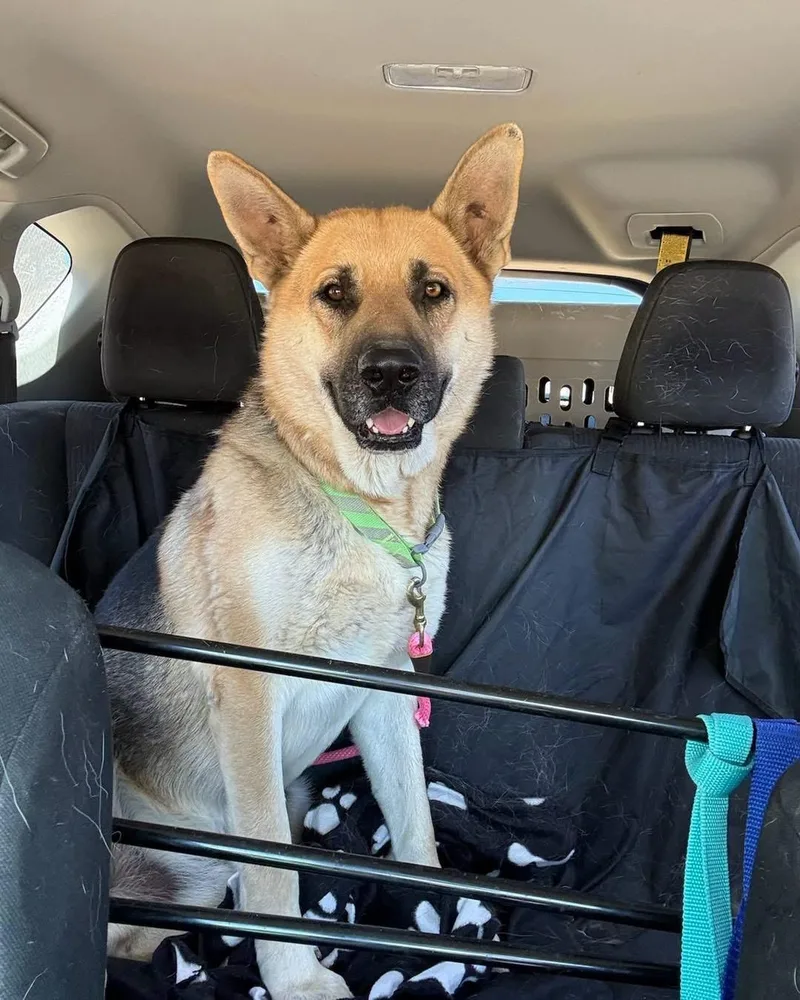A young large-sized male Black German Shepherd Dog dog named Chance for adoption in New Rochelle, NY