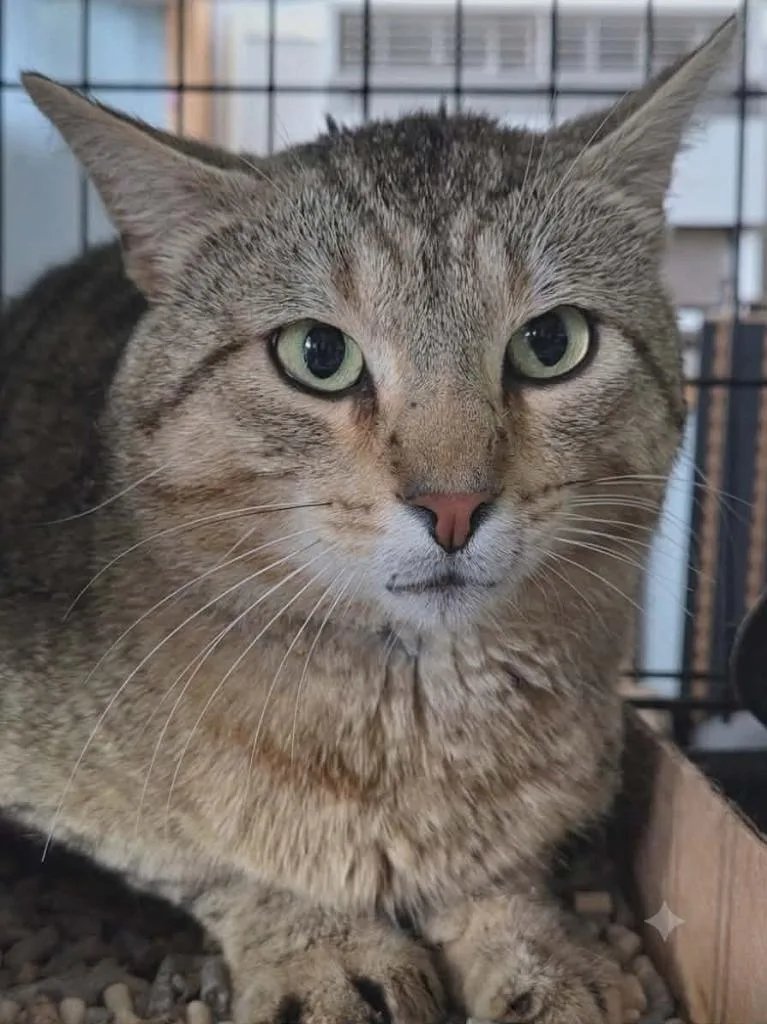 A young small-sized male Domestic Short Hair cat named Big Don for adoption in Olney, IL