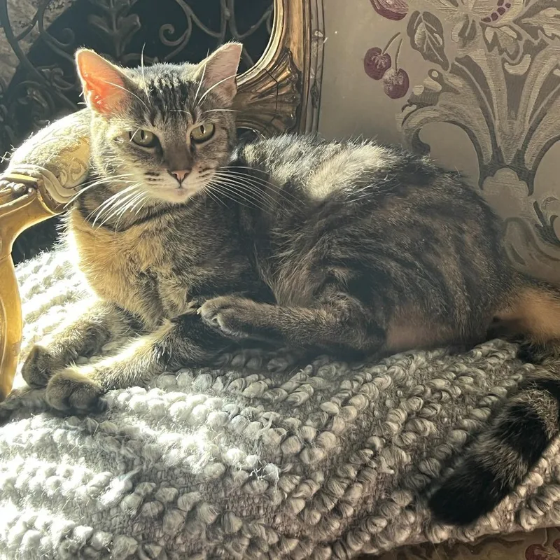 An adult small-sized female Brown / Chocolate Domestic Short Hair cat named Maple for adoption in Los Angeles, CA