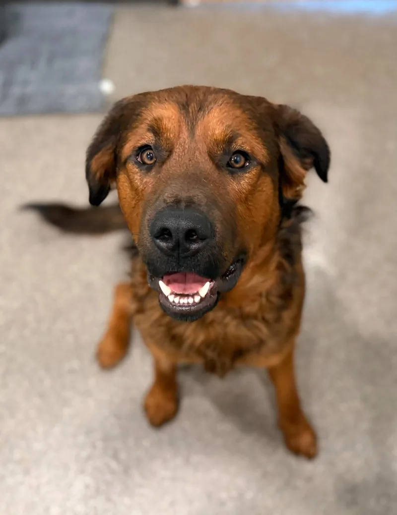 A young large-sized male Golden Mixed Breed dog named Tank for adoption in Sault Sainte Marie, MI