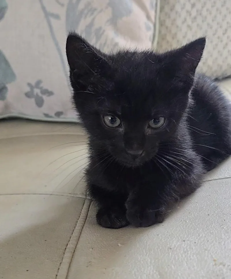 A baby medium-sized male Black Domestic Short Hair cat named Finch for adoption in Valhalla, NY