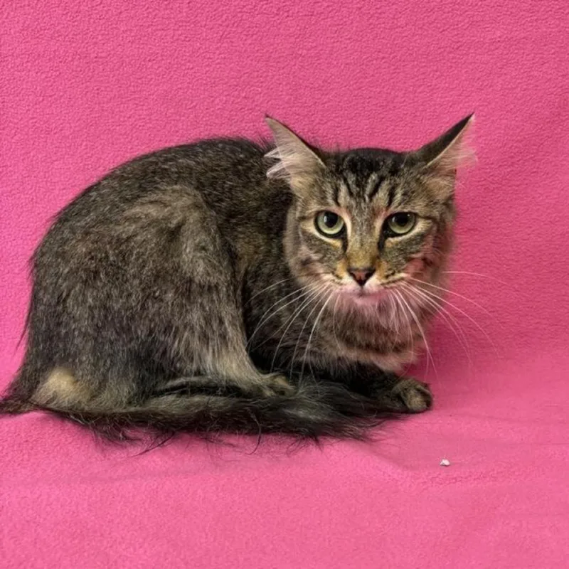 A young medium-sized female Brown / Chocolate Domestic Short Hair cat named Katie for adoption in Buffalo, MN