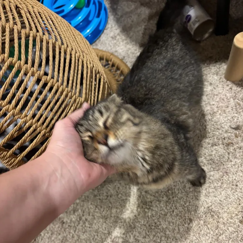 Katie thumbnail 2