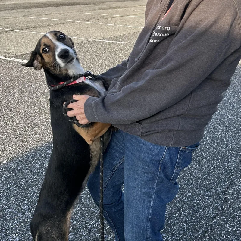 A young medium-sized female Tricolor (Brown, Black, & White) Mixed Breed dog named Jasmine for adoption in West Grove, PA