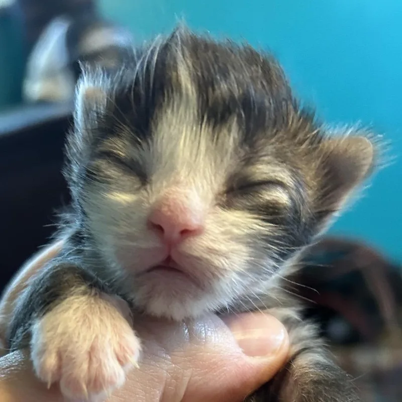 A baby small-sized male White Domestic Short Hair cat named Ronin for adoption in Irwin, PA