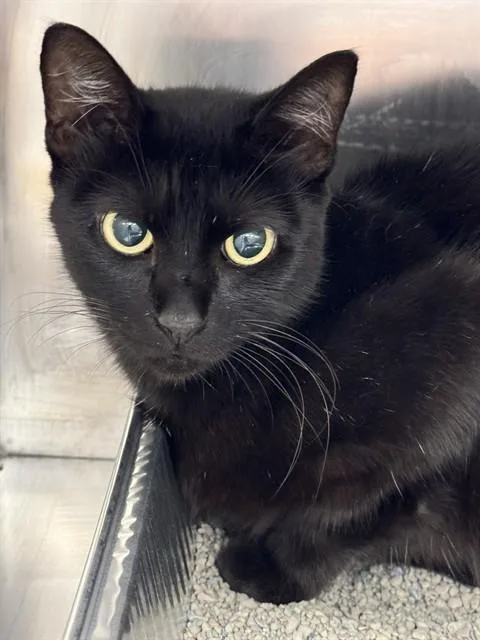 An adult medium-sized female Domestic Short Hair cat named Sweetheart for adoption in Naples, FL