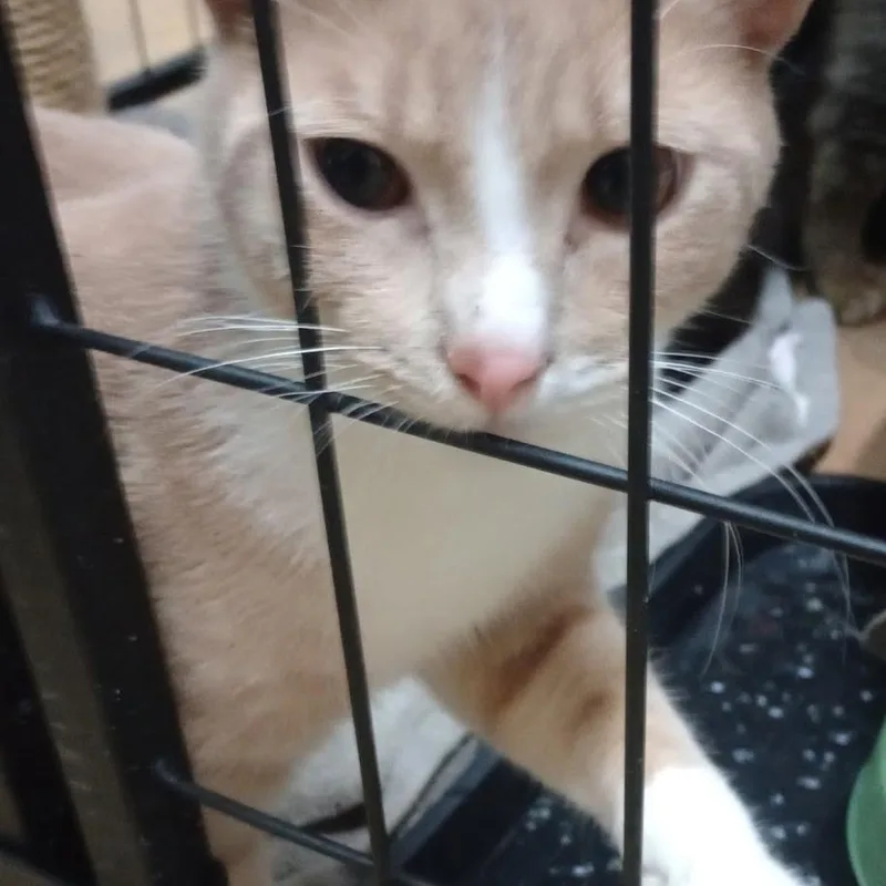 A young medium-sized male Buff / Tan / Fawn Domestic Short Hair cat named Tiger for adoption in Grand Rapids, MN