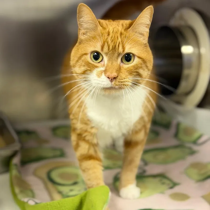 Penelope thumbnail 2