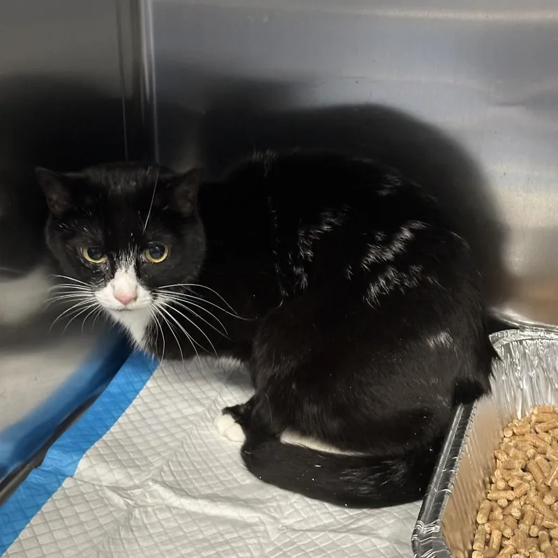 An adult medium-sized female Black Domestic Short Hair cat named John Wick for adoption in Greensboro, NC