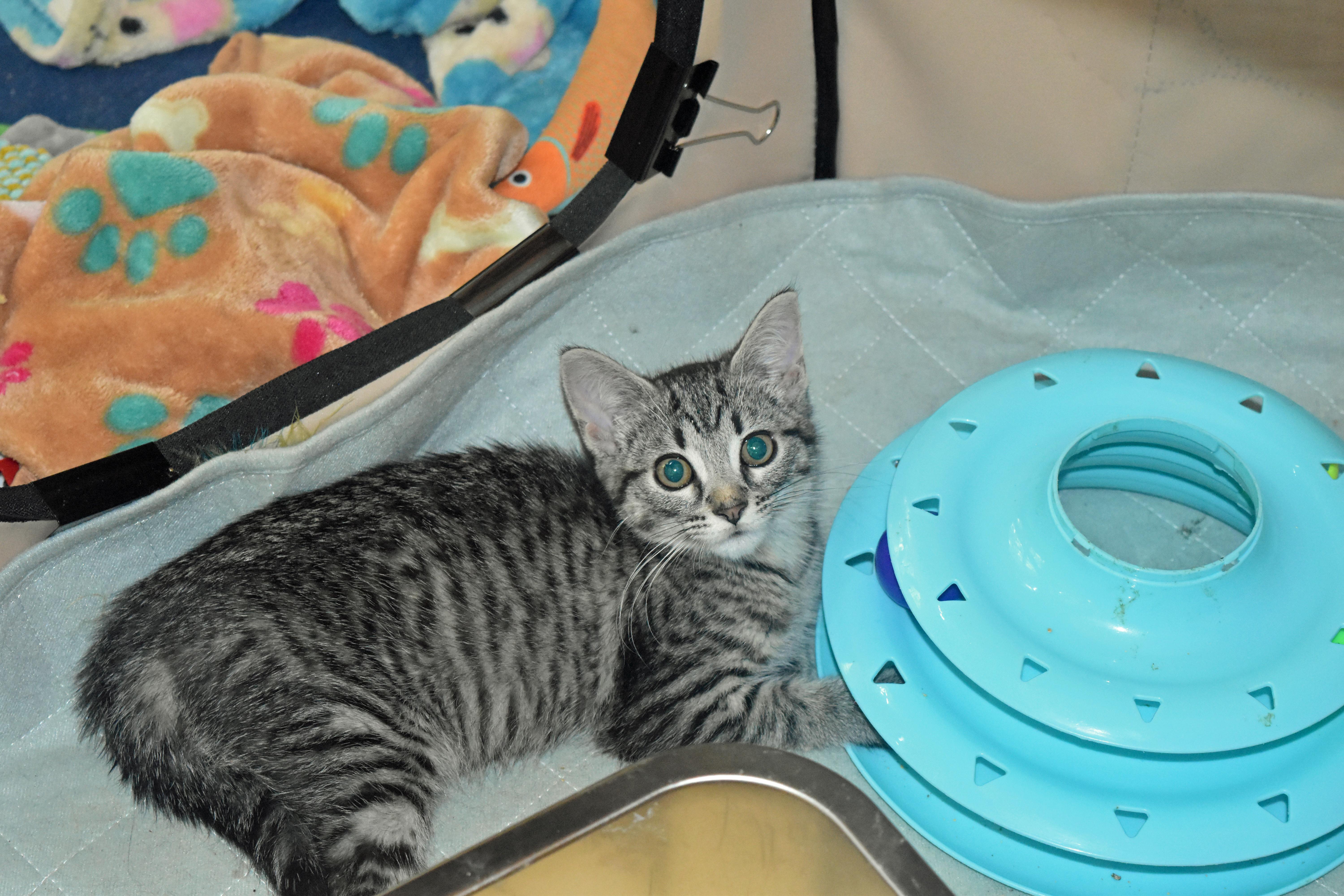 Blackberry thumbnail 2