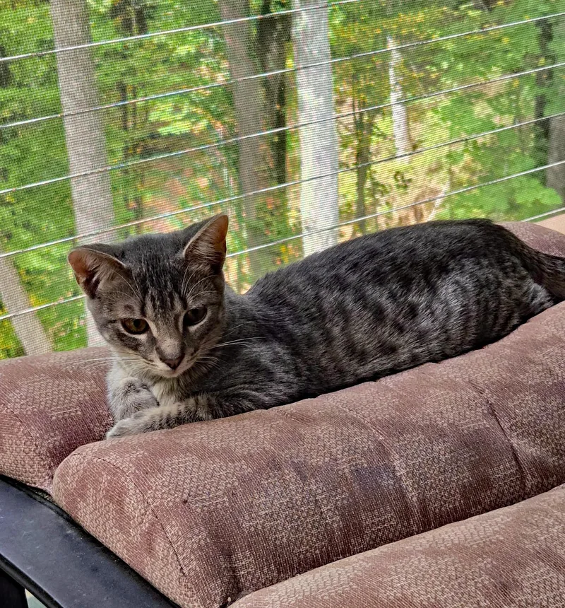 Blackberry thumbnail 3