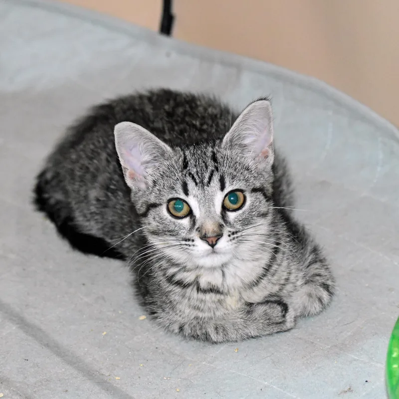 Blackberry thumbnail 4