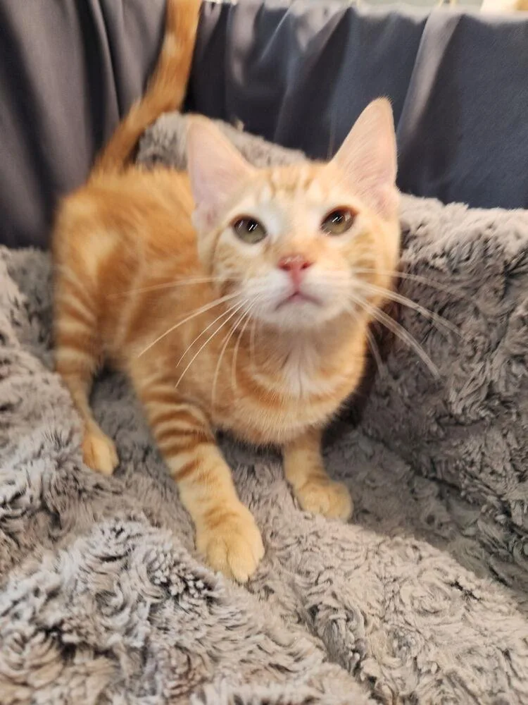 A baby small-sized male Tabby cat named John Redcorn for adoption in Dallas, TX