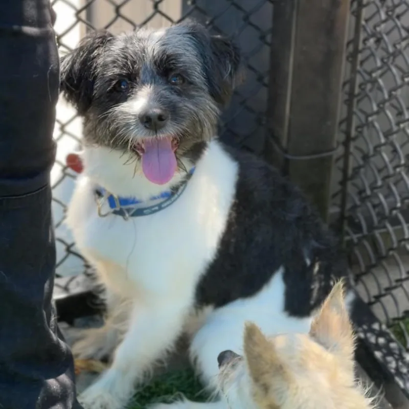 An adult small-sized male Black Shih Tzu dog named Cookie A for adoption in Middletown, NY