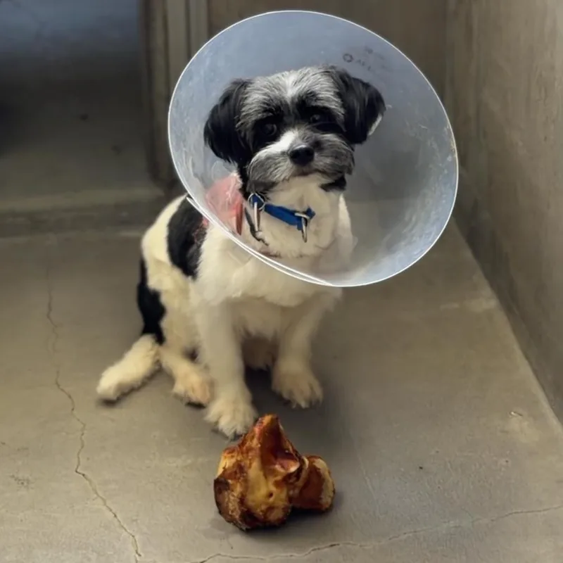 Cookie A thumbnail 2