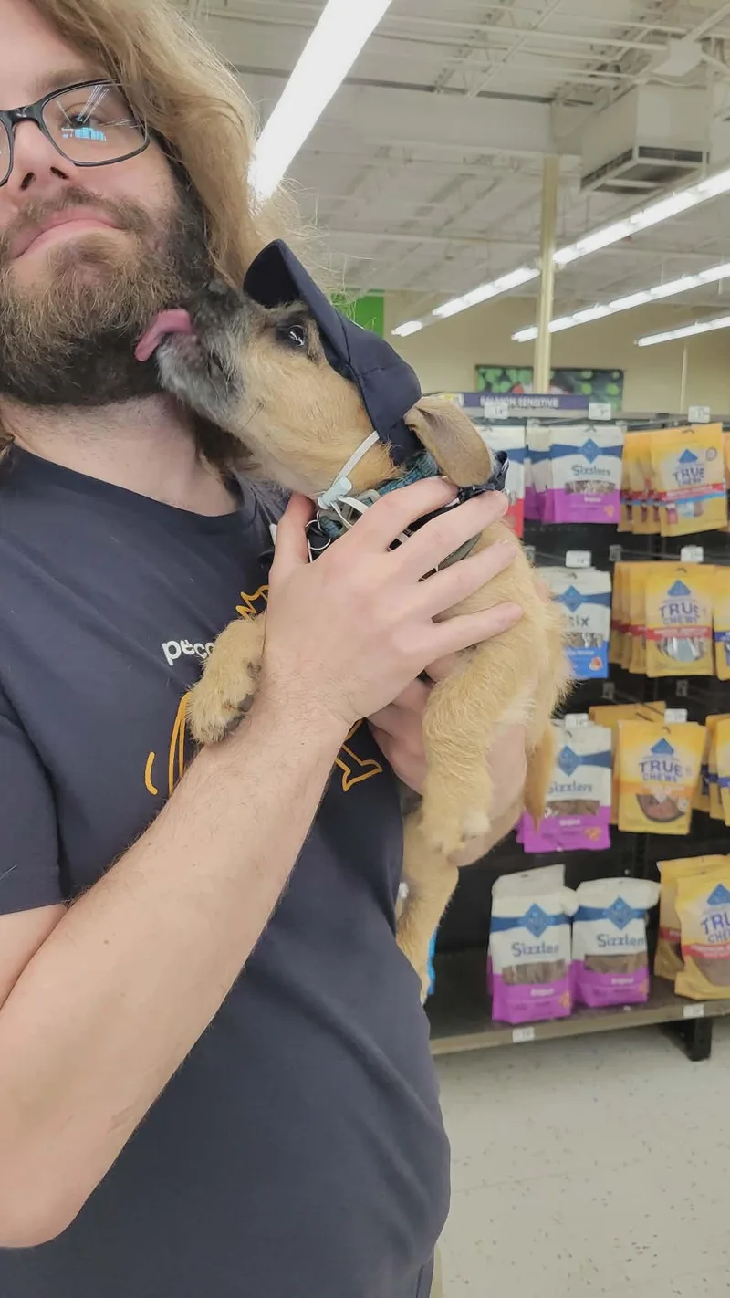 A baby small-sized male Miniature Poodle dog named Noodles for adoption in Florissant, MO