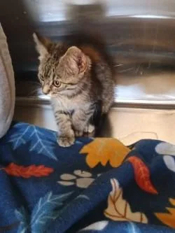 A baby small-sized female Domestic Short Hair cat named Dahlia for adoption in Independence, MO