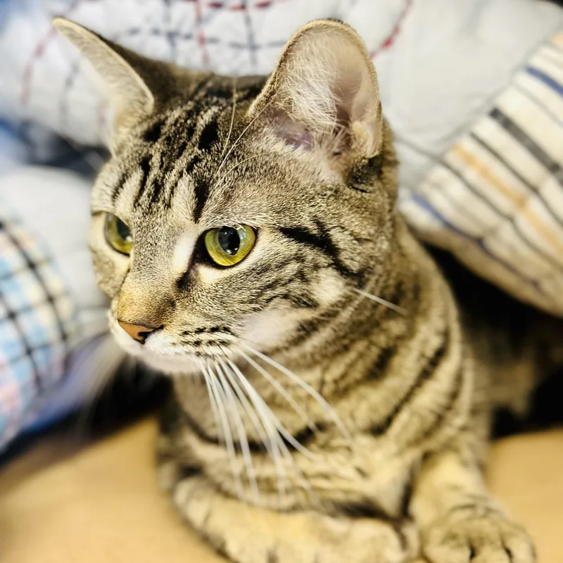 An adult medium-sized female Tabby (Brown / Chocolate) Domestic Short Hair cat named Wilma for adoption in Manahawkin, NJ