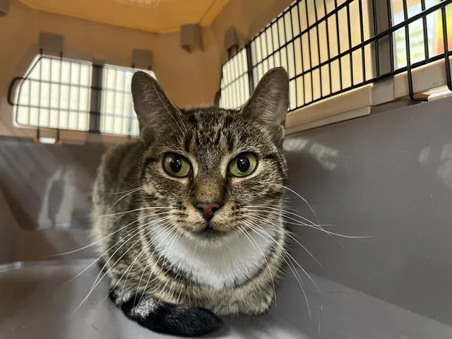 A young small-sized female Domestic Short Hair cat named Dolly Parton for adoption in Aliquippa, PA