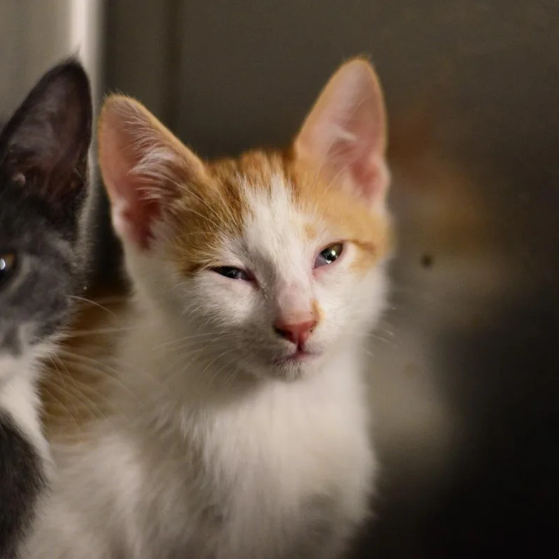 A baby small-sized male Orange / Red Domestic Short Hair cat named Aria for adoption in Idaho Falls, ID