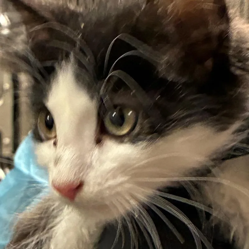 A baby small-sized male White Domestic Medium Hair cat named Crosshair for adoption in Yuma, AZ