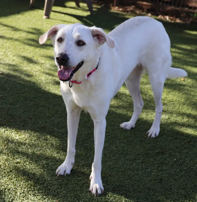 An adult medium-sized female Labrador Retriever dog named Lilly Marie for adoption in Southlake, TX