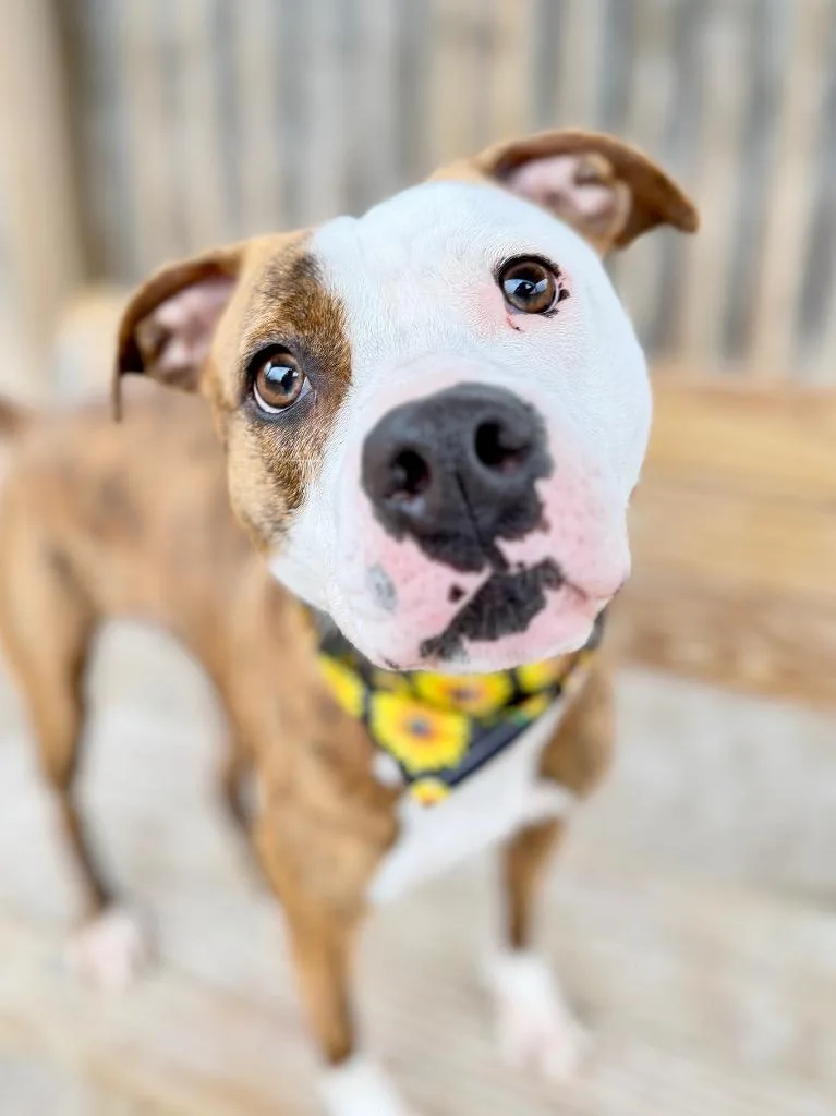 A young medium-sized female Mixed Breed dog named Brooklyn for adoption in Muskegon, MI