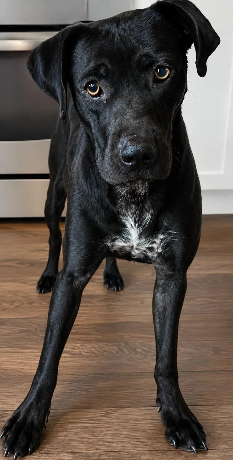 A young large-sized female Pit Bull Terrier dog named Gemma for adoption in Colville , WA